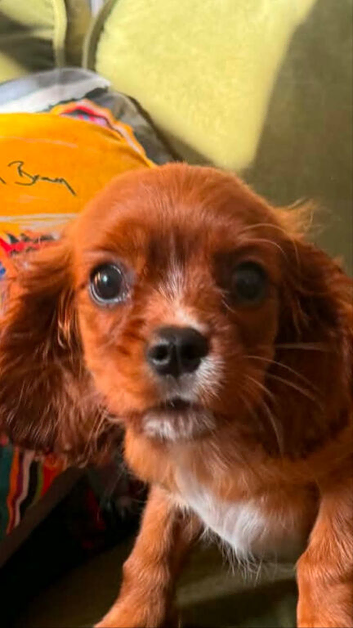 Ruby Cavalier Puppy