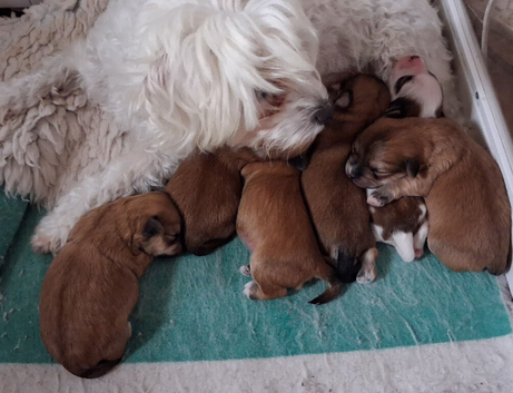 Maltese mum Yorkshire dad