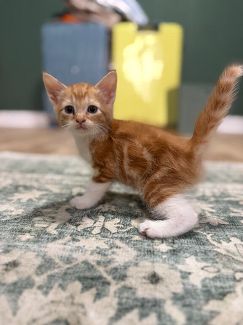 Last Two beautiful kittens
