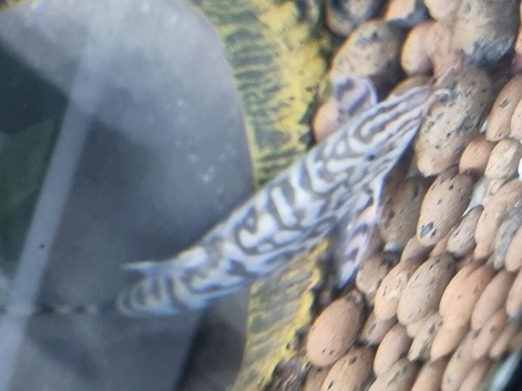 Yoyo loach