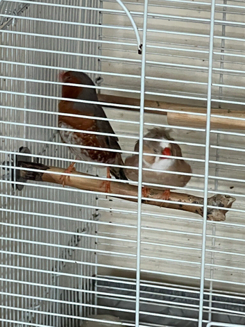 Zebra finch pair