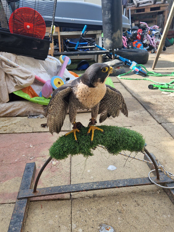 Peregrine falcon for sale