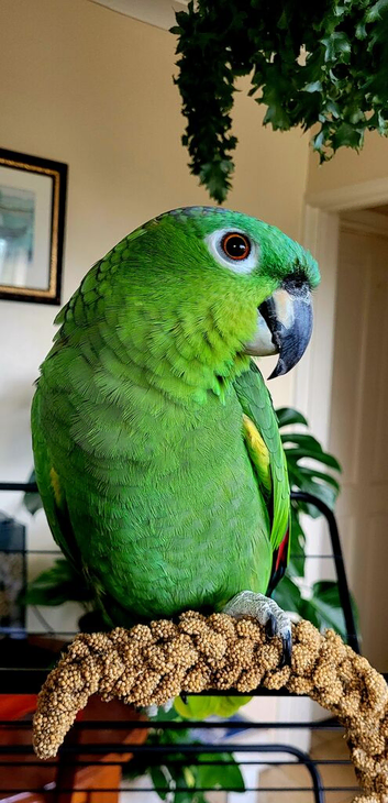 Outstanding hand tame Mealy amazon