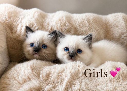 Gorgeous ragdoll kittens ready Sunday  !!