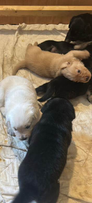 Mixed Breed puppies for sale