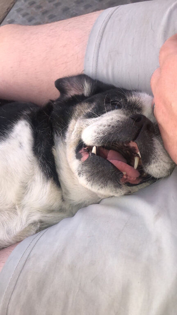 Senior dog needs rehoming due to my other dog bullying her
