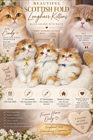 Beautiful Scottish Fold longhair kittens
