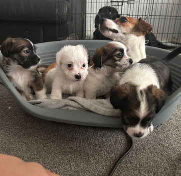 4 gorgeous mini shih tzu x jack russel