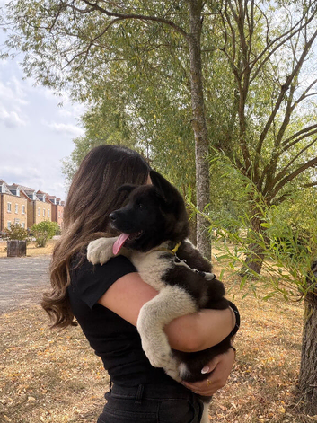 American Akita puppy