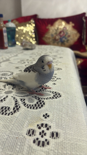 Young Semi Tame budgie