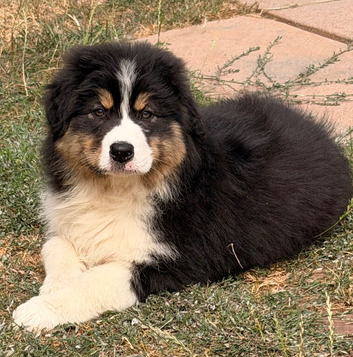 Stunning Australian Shepherd Female Puppy