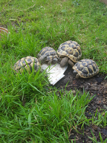 3 Year Old Hermanns Tortoises (T.H. Boettgeri)