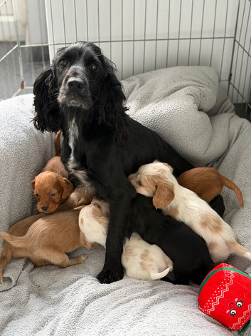 3 left Gorgeous cocker spaniel pups