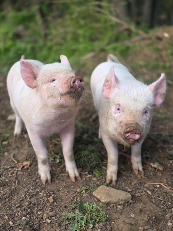 MIDDLE WHITE PIGLETS