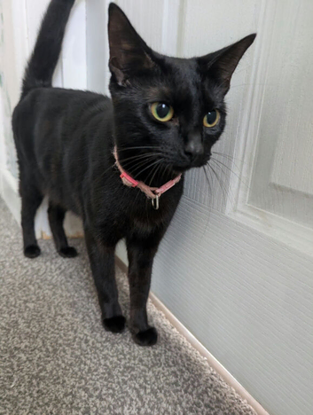 2 femal3 cats need new home