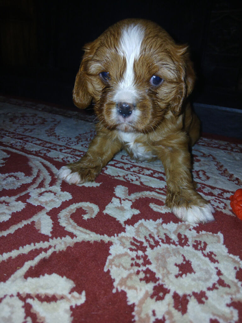 King charles cavalier