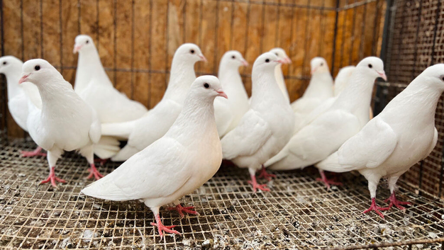 PURE WHITE ENGLISH GARDEN DOVES