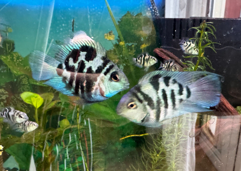 Tropical Fish Four Blue Polar Cichlids Adult