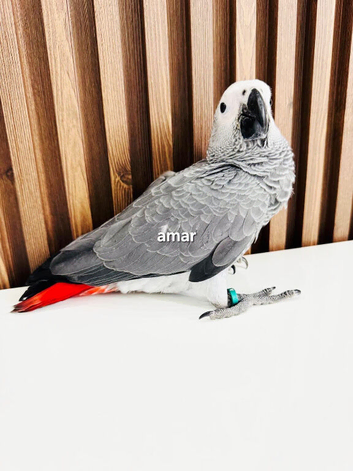 Adorable gorgeous baby African grey