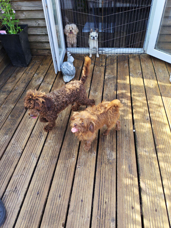 Toy jackapoo pups for sale