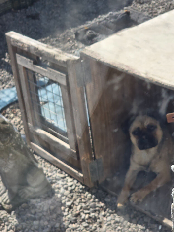 Jack Russell x Pug looking for a forever home
