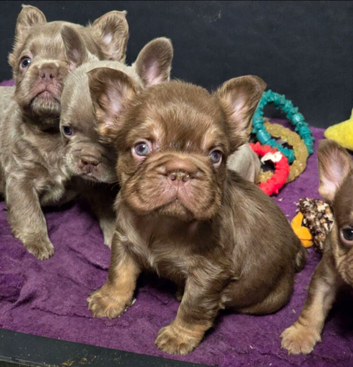 KC Fluffy French Bulldog Puppies