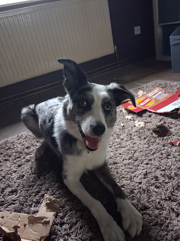 Male bi eyed 4 year old blue merle