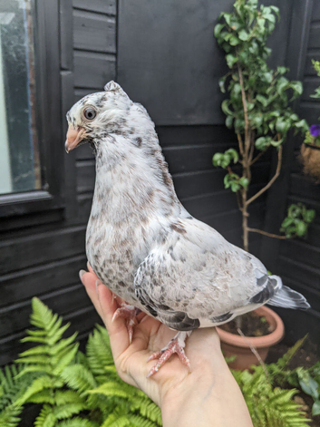 Young fancy pigeon available!