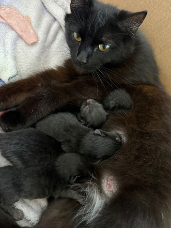 Boy kitten