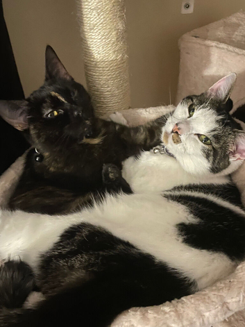 2 beautiful bonded girls
