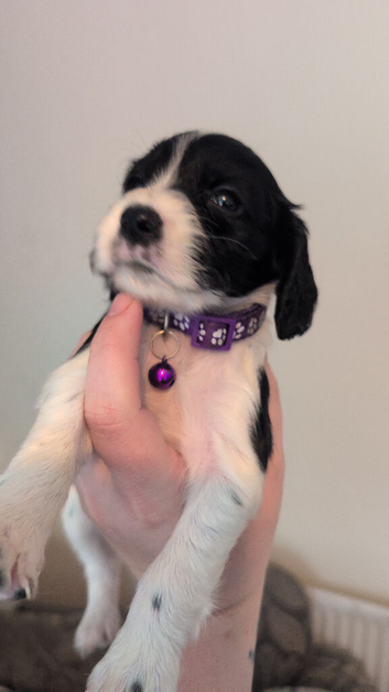 Beautiful litter of cocker spaniels!
