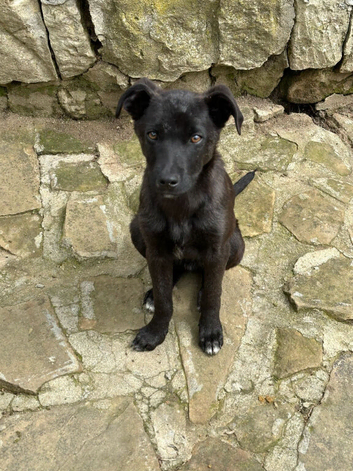 Socks a quiet, loving and wonderful boy perfect family pup