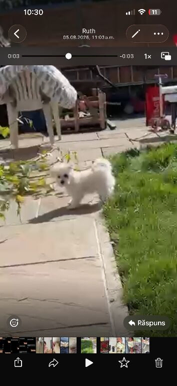 Bichon