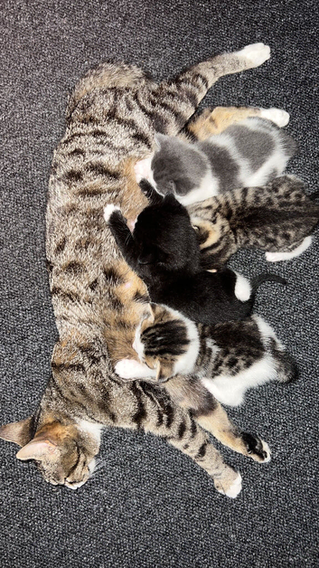 2 kittens
