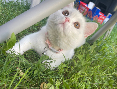 Pure white kitten