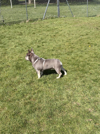 French bulldog 1 year old
