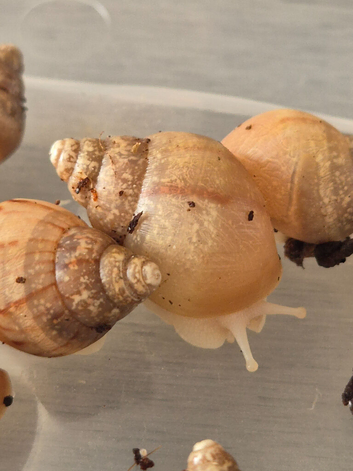 Giant African land snails with accessories