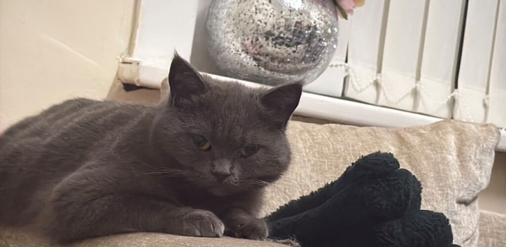 Lost cat Nelson
