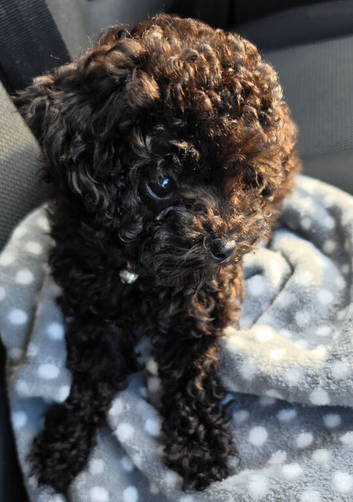 Asian Toy Poodle GIRLS