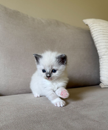 2 Ragdoll kittens