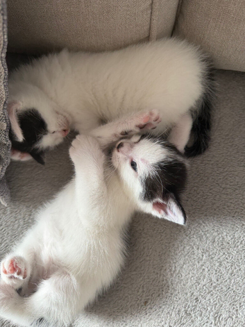 2 adorable kittens
