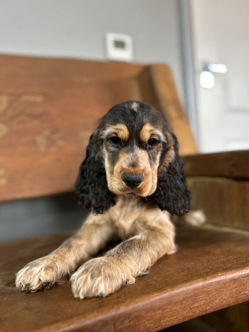 1 stunning sable cocker spaniel girl available now kg registered