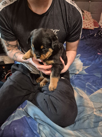 Lovely rotty pups