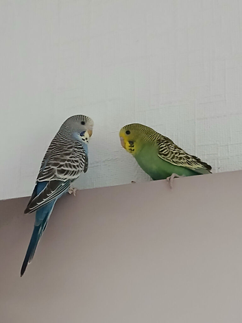Beautiful baby budgies