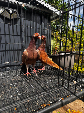 English Barb pigeons