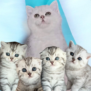 4 Full Pedigree Scottish Fold/Straight Kittens
