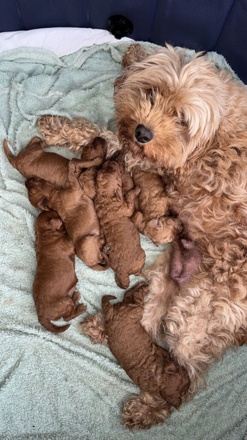 Cavapoo Puppies