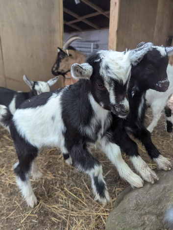 3 Kid Wethers