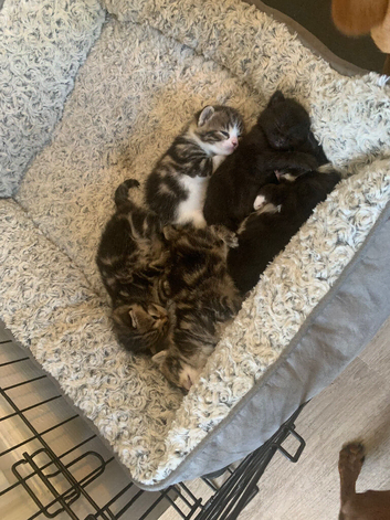 3 kittens to loving family