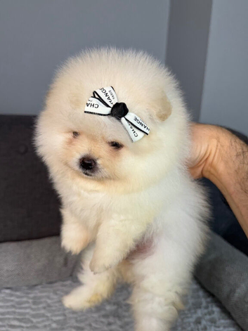 Xs sized teddy bear type